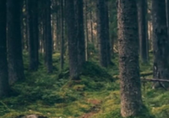 Bigfoot Runs Across Road