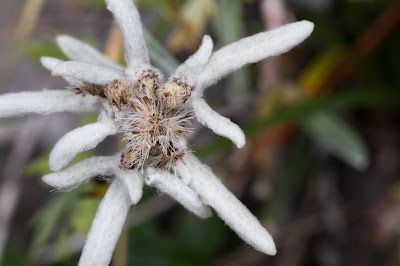 Leontopodium alpinum – Edelweiss (Stella alpina)