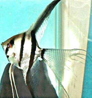 Jenis Ikan Manfish Paling Populer dan Harganya Terbaru