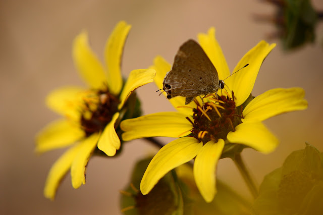 berlandiera lyrata, chocolate flower, southwest native plant