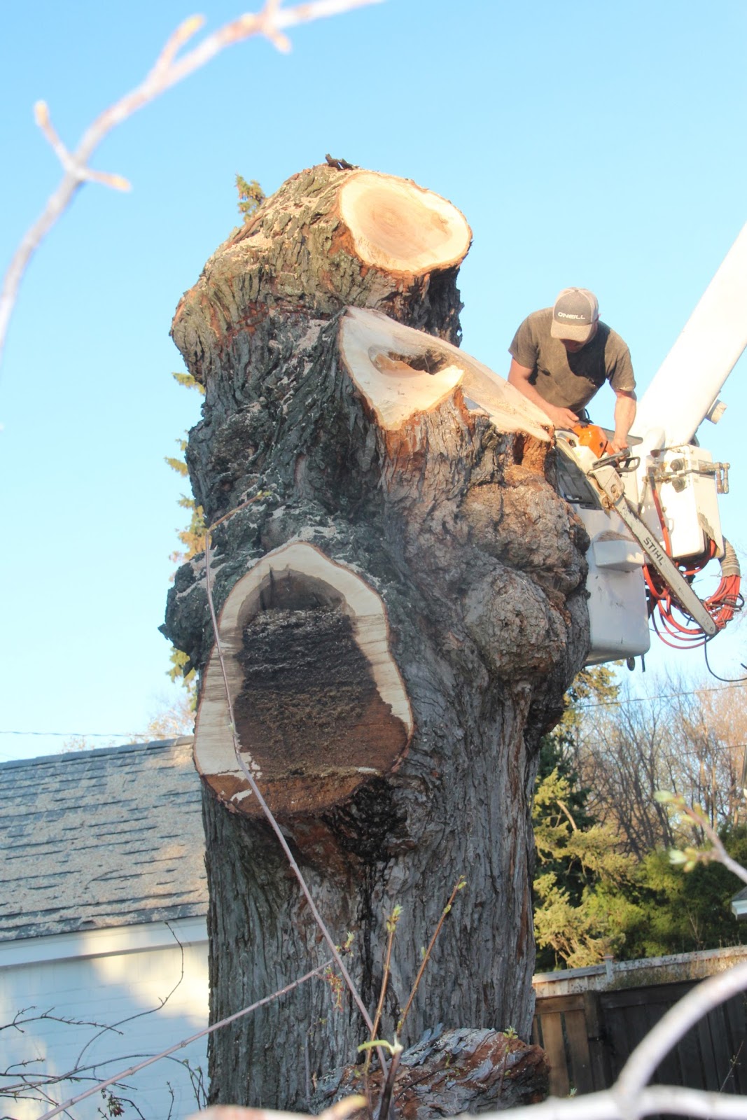VISUAL SAINT PAUL Tree. . .Be Gone 3