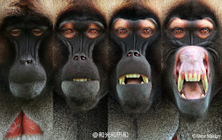 Monkey Humor Image in Lifestyle Blog