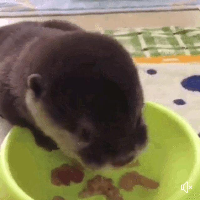 밥 먹는 아기 수달