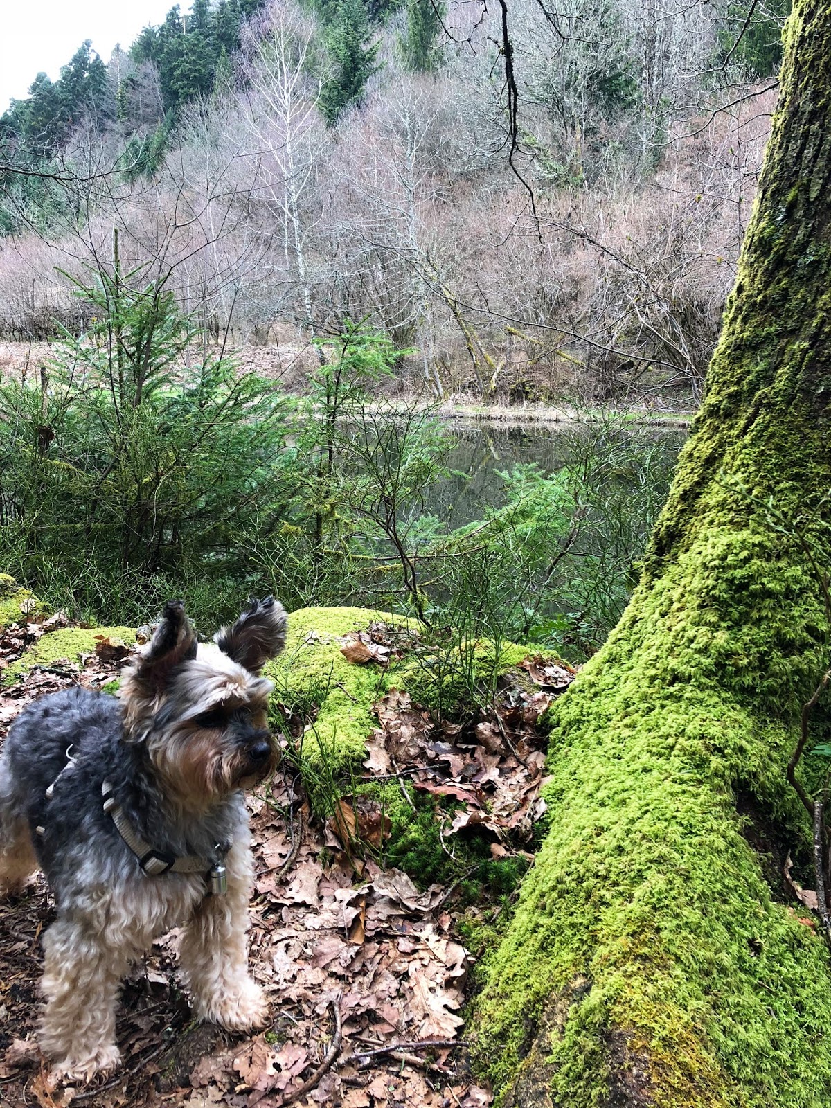 Mój pies w lesie w Saulxures sur Moselotte Yorkshire Terrier w lesie wiosną