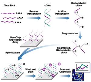 Noticias de ciencia: Nociones de Biología: Qué son los microarrays y ...