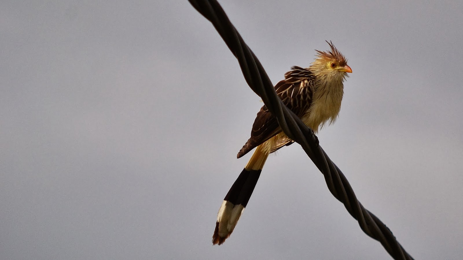 Aves de La Floresta Pirincho