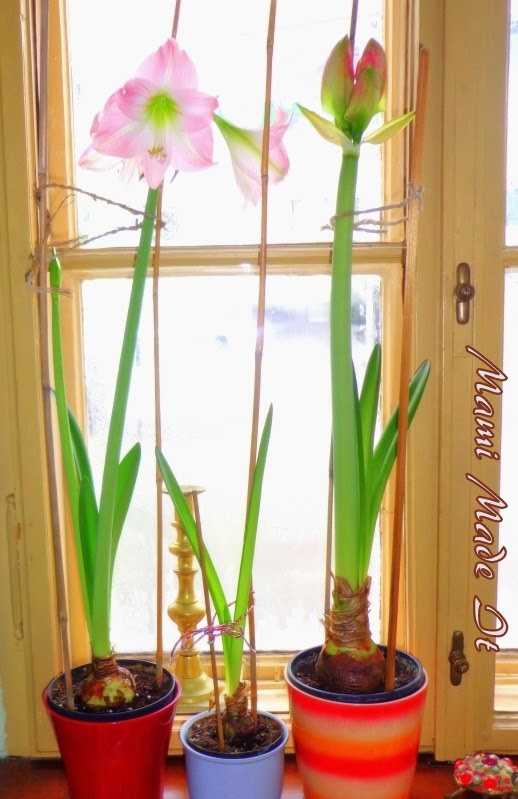 Indoor Plants - Zimmerpflanzen
