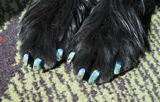 mascotas con las uñas pintadas