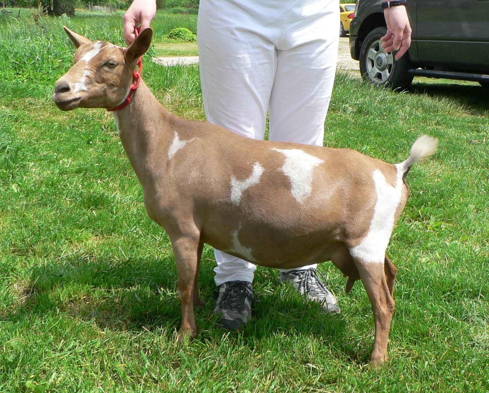 Antiquity Oaks Goat classifications 2011