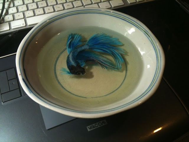 Riusuke-Fukahori reçine-resim-akrilik-art-japon-fish