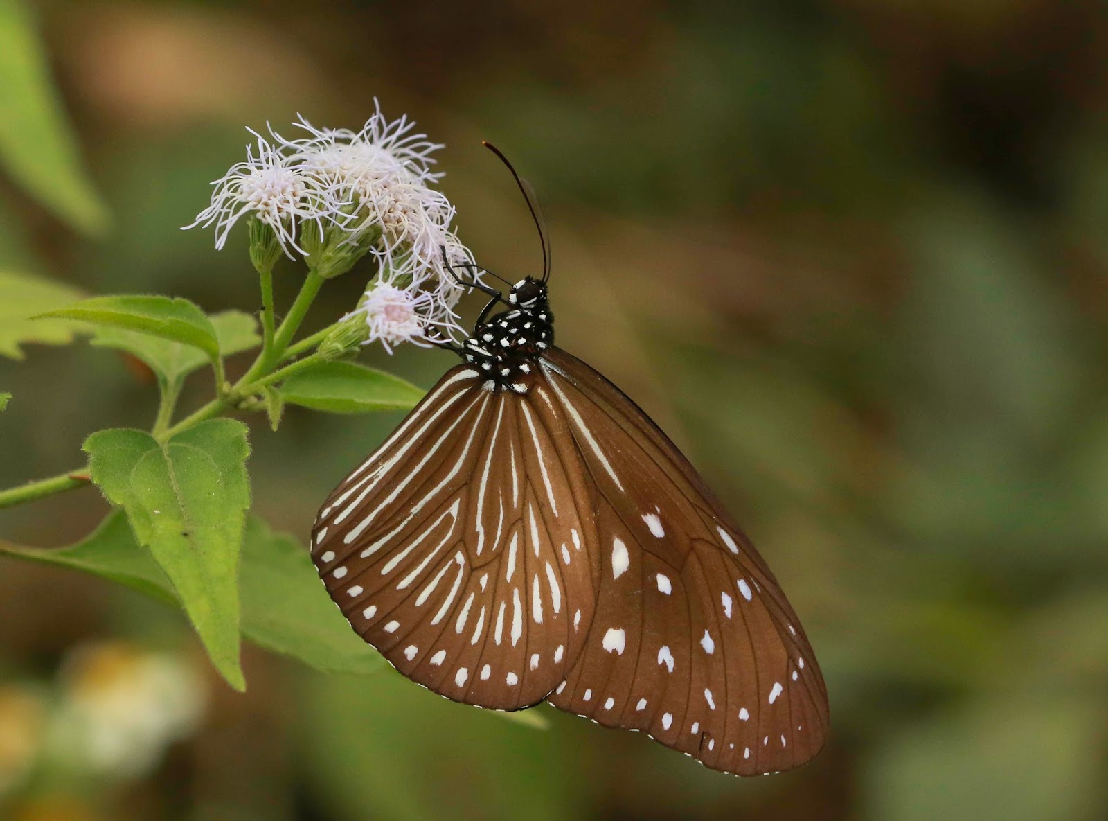Butterflies of Vietnam 252. Euploea mulciber mulciber (The Striped