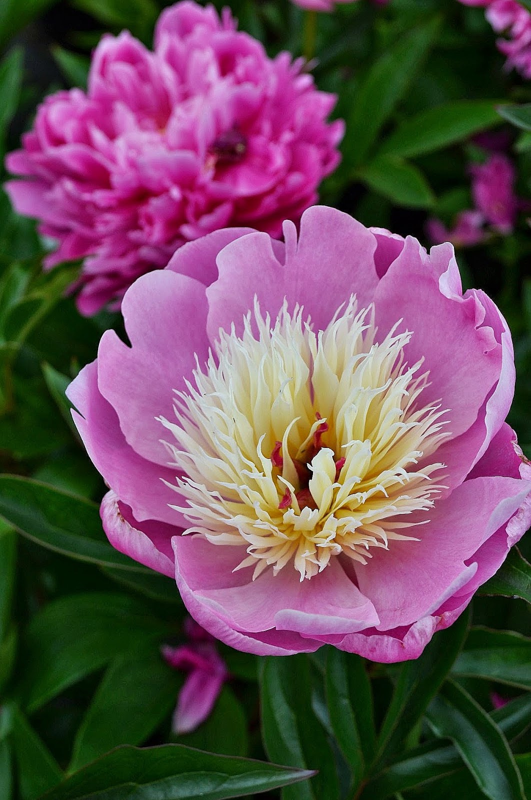 The Outlaw Gardener Vashon Island Part 3; Visiting Kathy's Corner Nursery