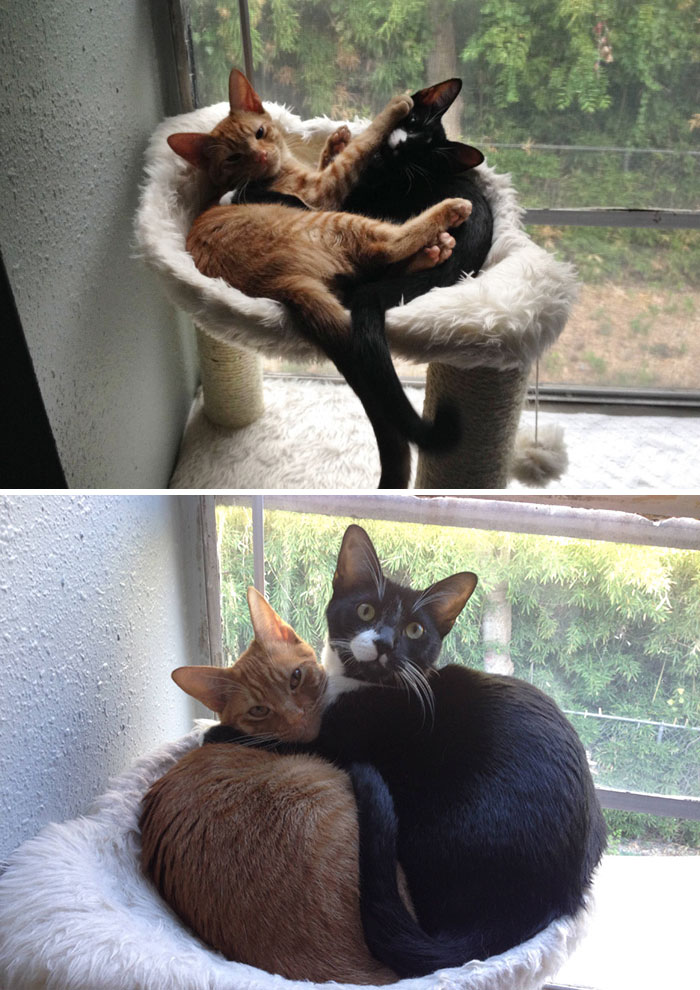 50 Heart-Warming Photos of Animals Growing Up Together - Adopted Cat Brothers Continue Sleeping Together Even After They Outgrow Their Bed 50 Heart-Warming Photos of Animals Growing Up Together - Adopted Cat Brothers Continue Sleeping Together Even After They Outgrow Their Bed