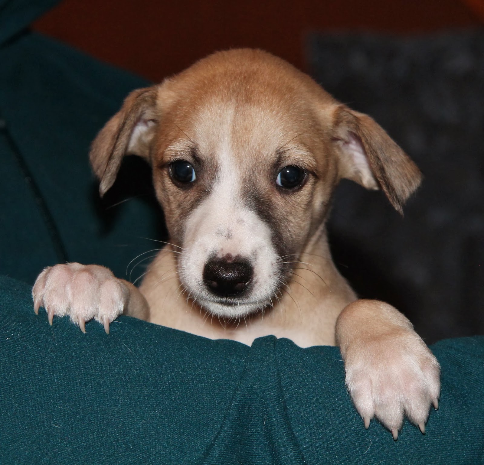 Jetstream Whippets Winter Blahs?