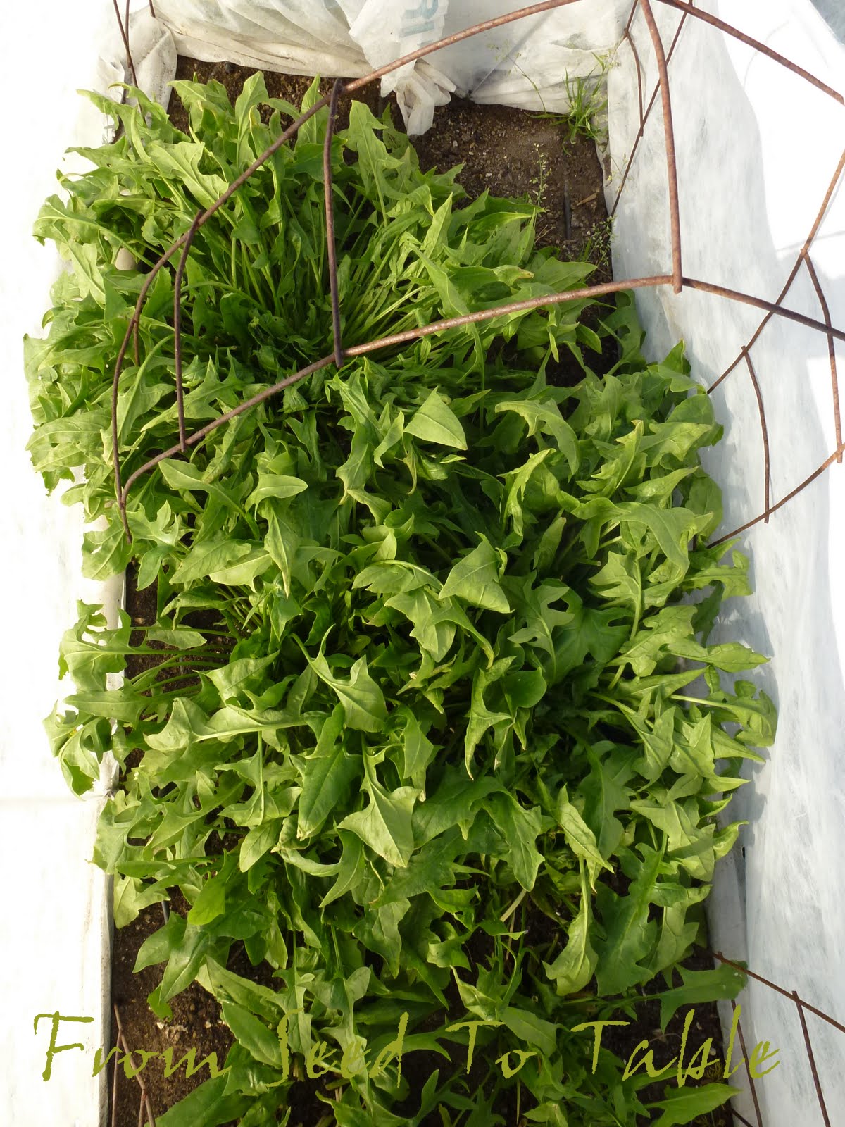 From Seed To Table Winter Spinach
