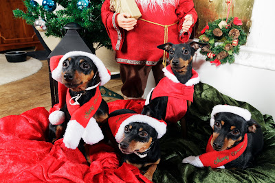 Postales de Navidad con perritos y gorritos de Santa Claus