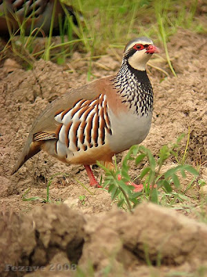 Perdiz roja (Alectoris rufa) 