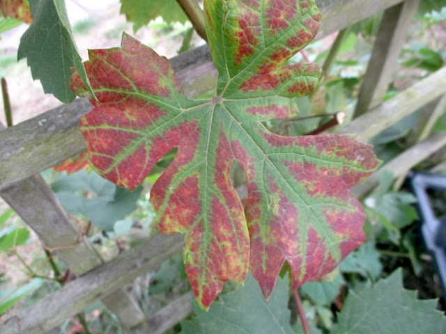 senescence