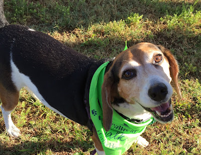 Happy beagle