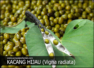 Kacang Hijau (Vigna radiata) mengenal manfaat, klasifikasi dan morfologi