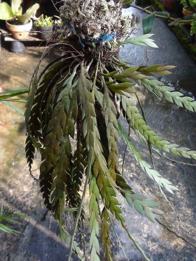 Wild orchids in sumatra: Aporum aloifolium (Blume) Brieger, 1981 f ...