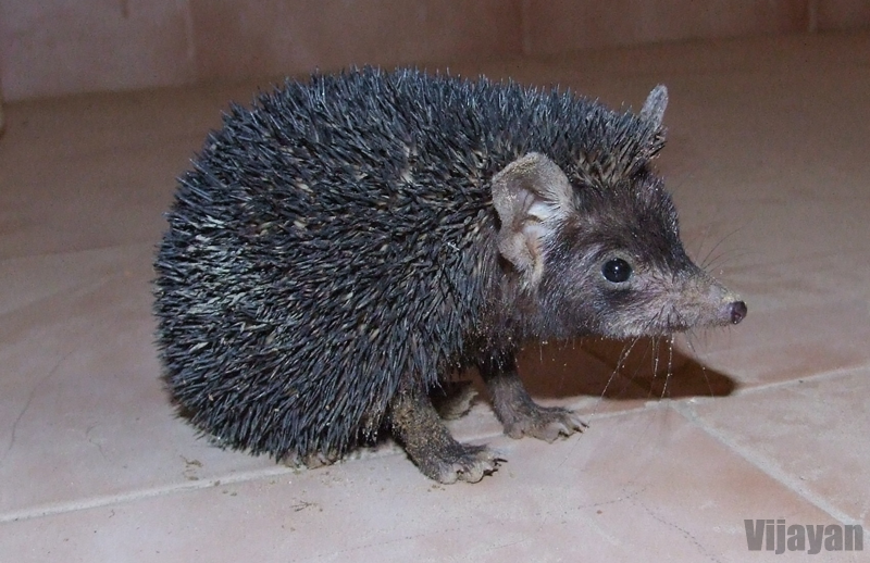 Pictures of the World Indian Hedgehog (Paraechinus micropus)