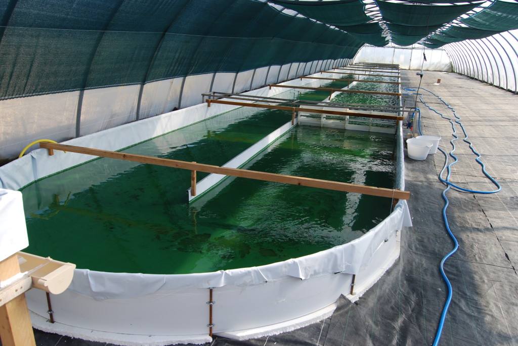 Rajiv Babu Chintala Spirulina Cultivation