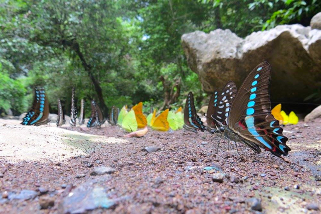 Menikmati Indahnya Kupu  kupu  di Taman  Nasional Bantimurung 
