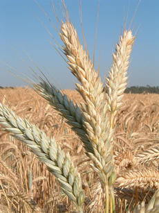 triticale triticale