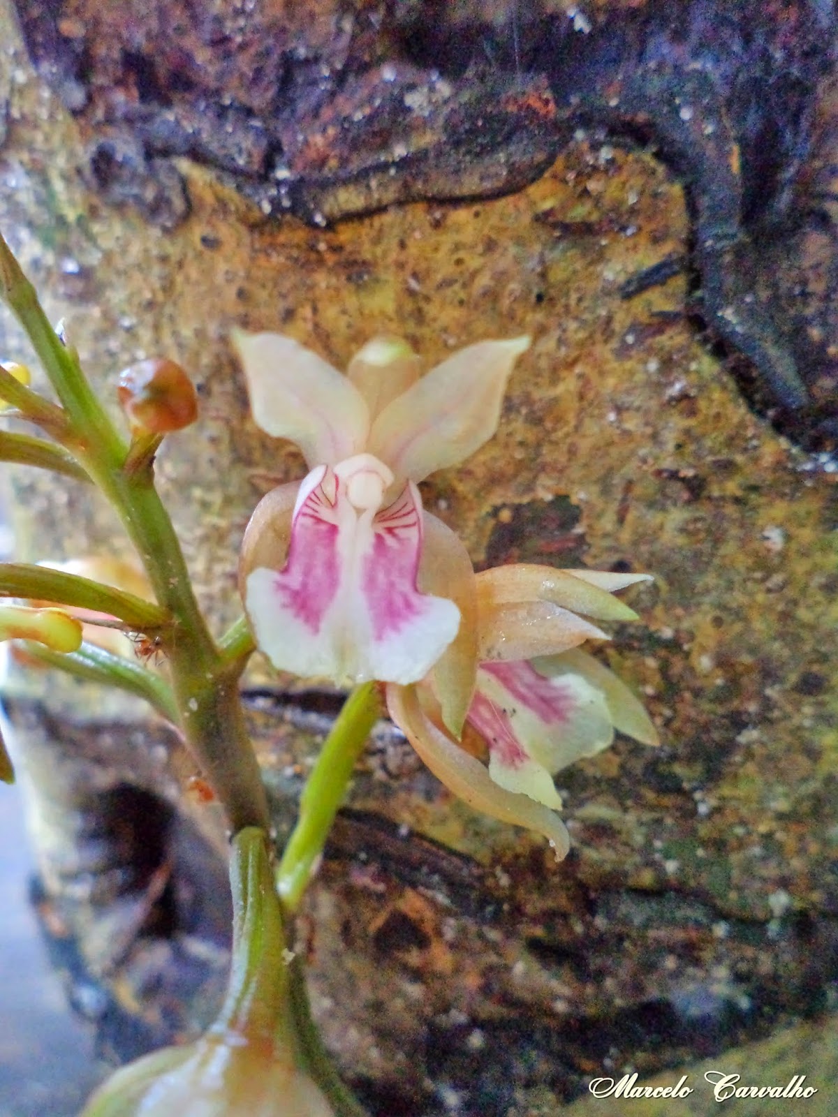 Orquídeas do Brasil: Oeceoclades maculata - Joia terrestre