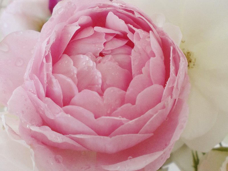 Cabbage Roses White Ironstone Cottage