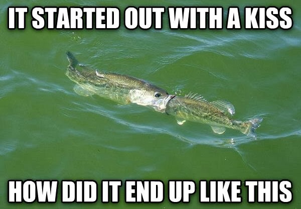 30 Funny animal captions - part 19 (30 pics), fish picture with caption