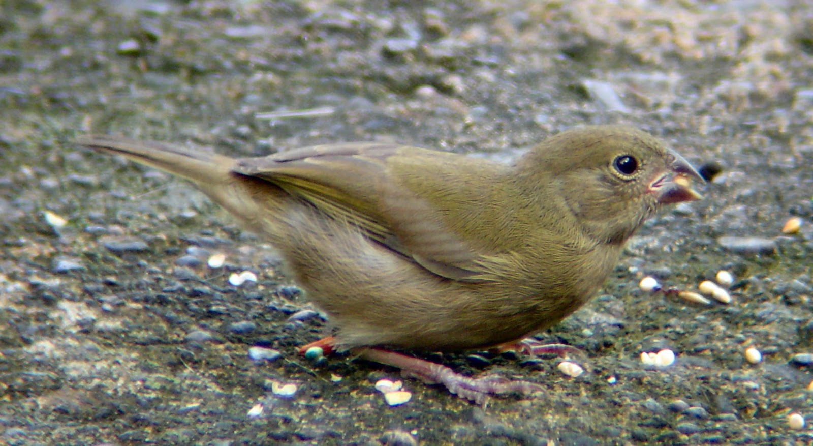 Foto Blog Puerto Rico Fotos de Aves en Puerto Rico