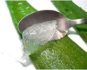 Extracting Aloe Vera Gel