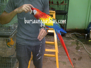 Jual burung macaw scarlet bursa unggas hias