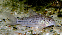 Jenis Ikan Corydoras breei