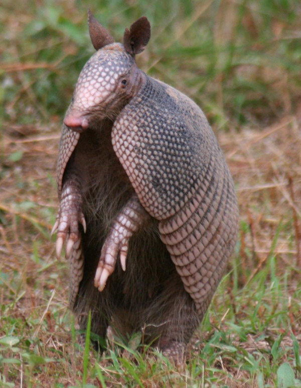 Funny Armadillos And Mascot Fresh Images Funny And Cute Animals