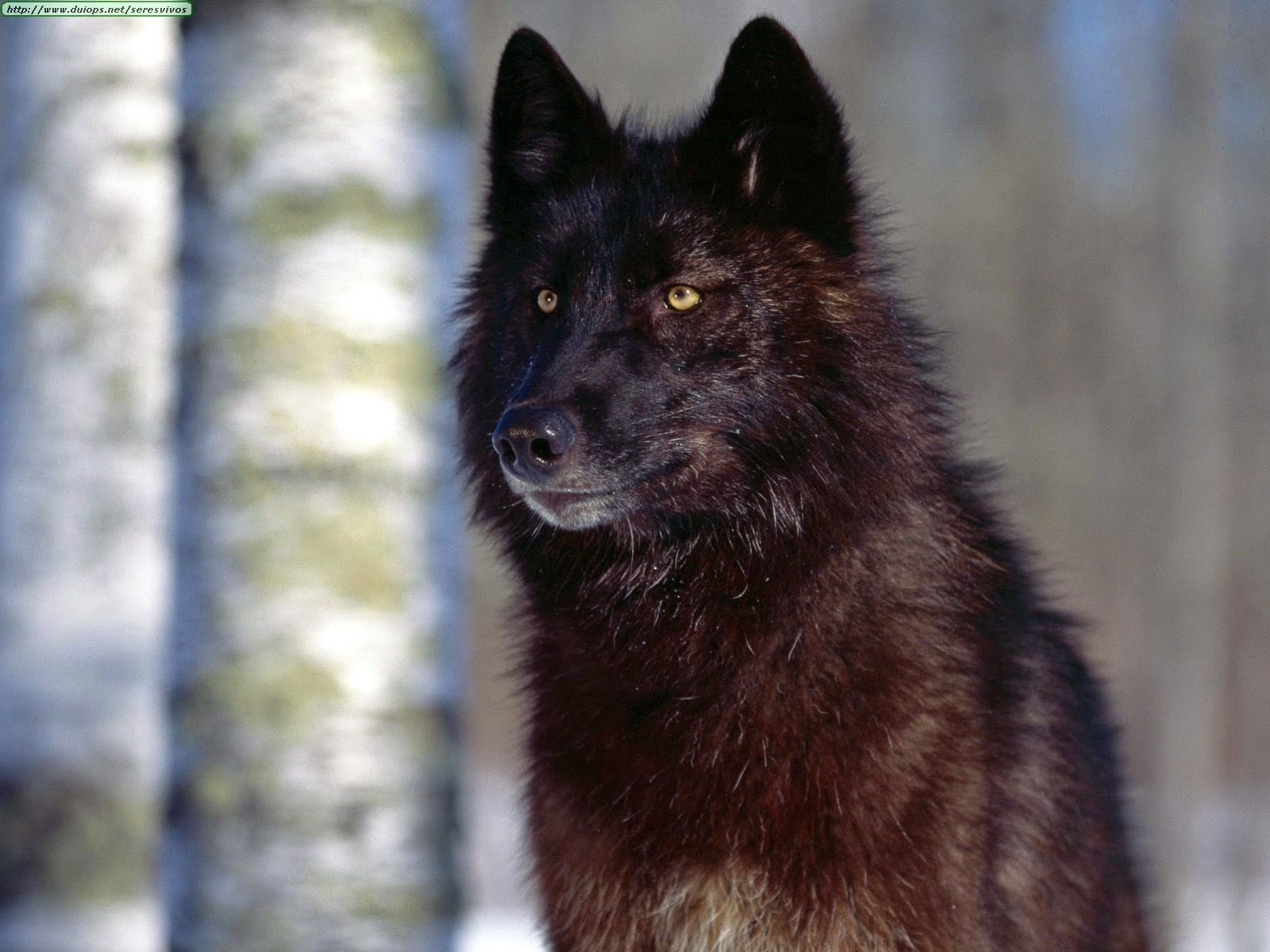 Valiente Señora pistola El Ovejero Alemán Negro Sólido: El perro lobo americano y la maldad de la  ignorancia