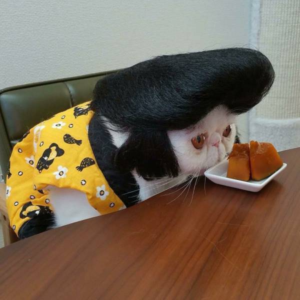 Funny Elvis Cat.  Uhuh. Picture