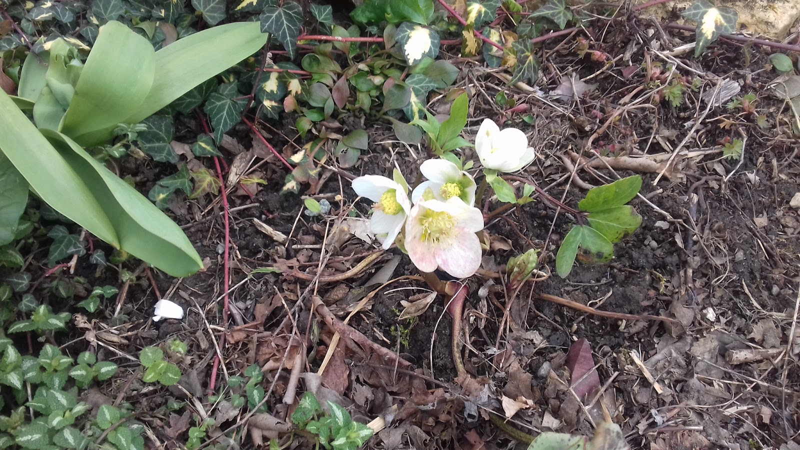 Chambres D Hotes Au Jardin Des Violettes Mars 2018