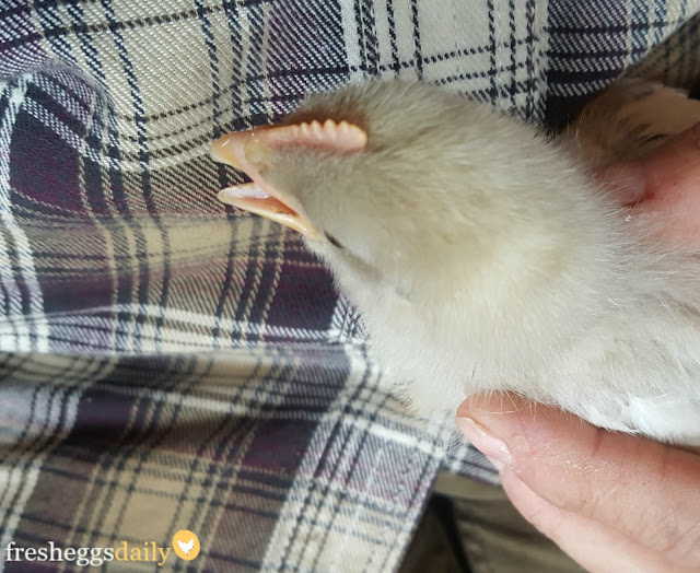 Scissor Beak in Baby Chicks Causes and Treatment Fresh Eggs Daily