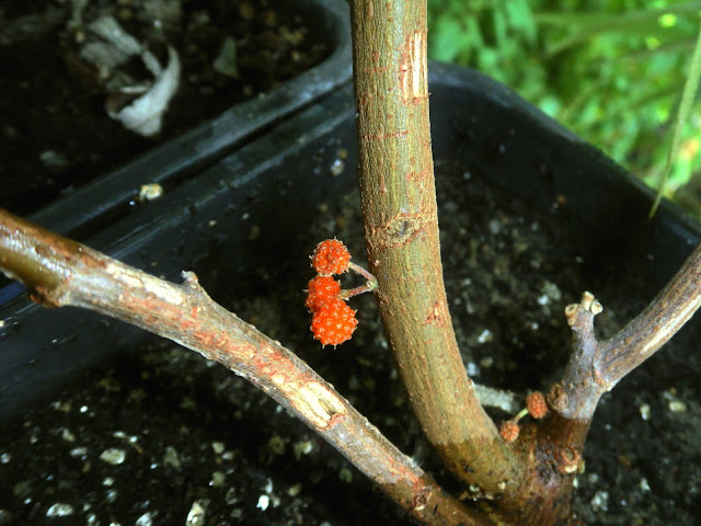 Suhosine Mulberry (Debregeasia edulis)