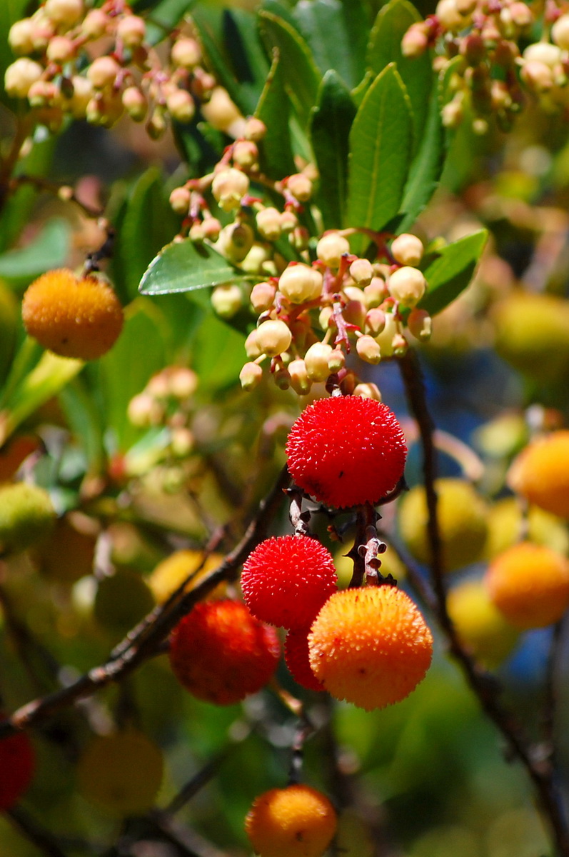 ALMANAQUE NATURAL: Flores de Otoño