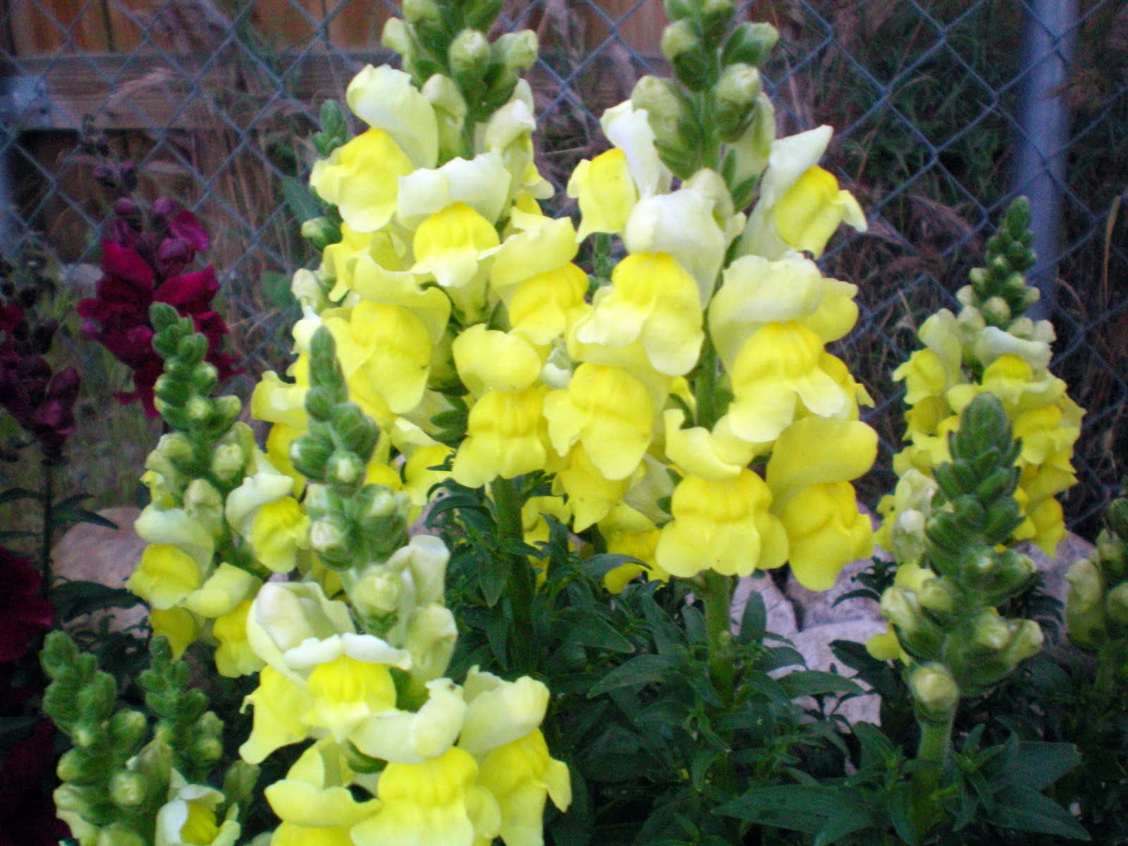 Southwest Cottage Designs Snap Dragons