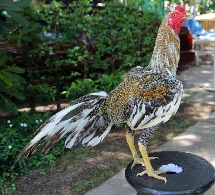 Gambar Ayam Bangkok