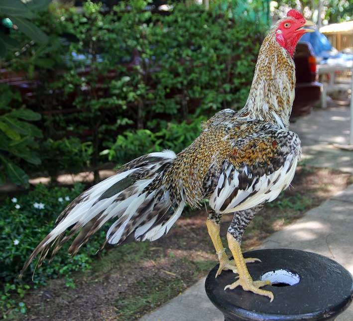 Gambar Ayam Bangkok Bagus Pecinta Jago Warna Blorok Dowload