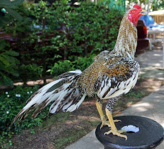Gambar Ayam Bangkok Bagus Sebutkan Mampu Dilihat Maupun Download Secara