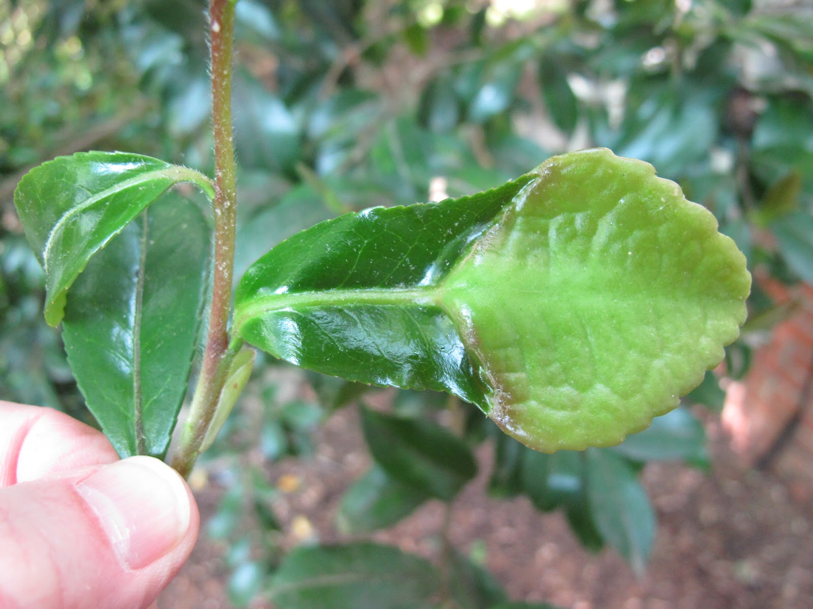 NCSU PDIC April Showers Bring May Flowers... and DISEASES!