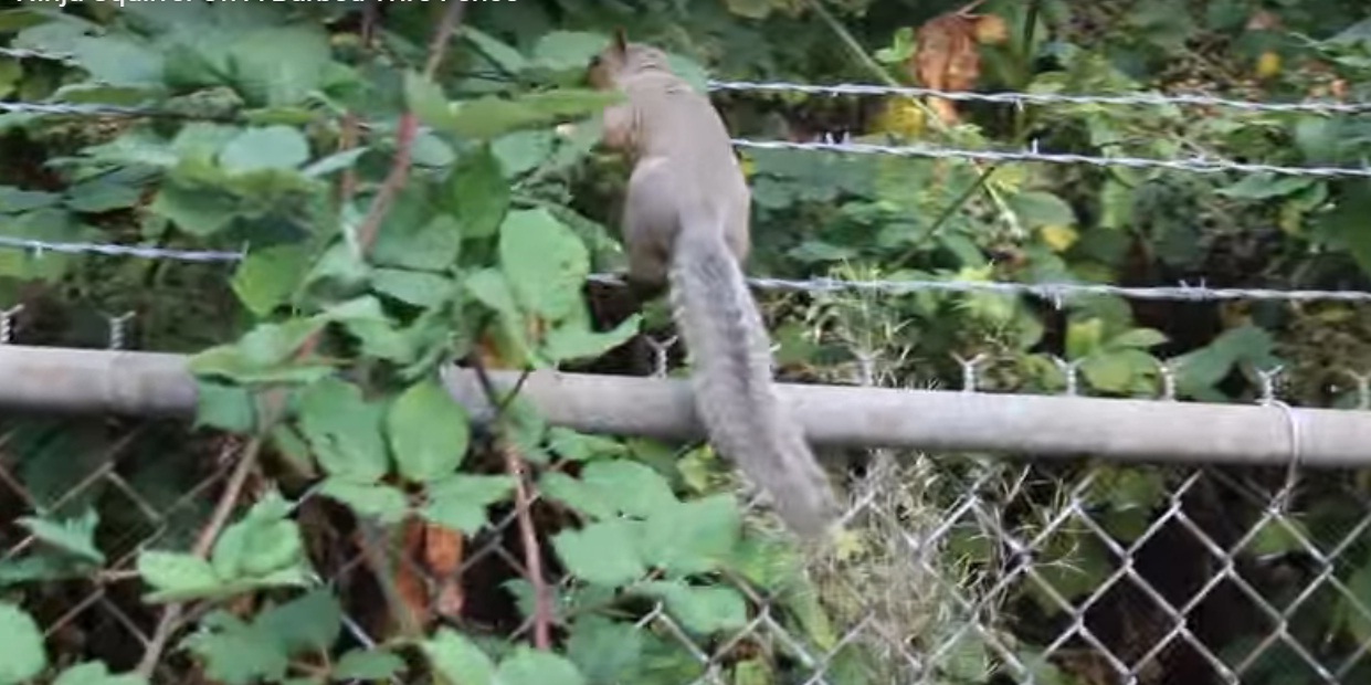 Best Squirrel Proof Bird Feeders Anti Squirrel Spikes For Bird