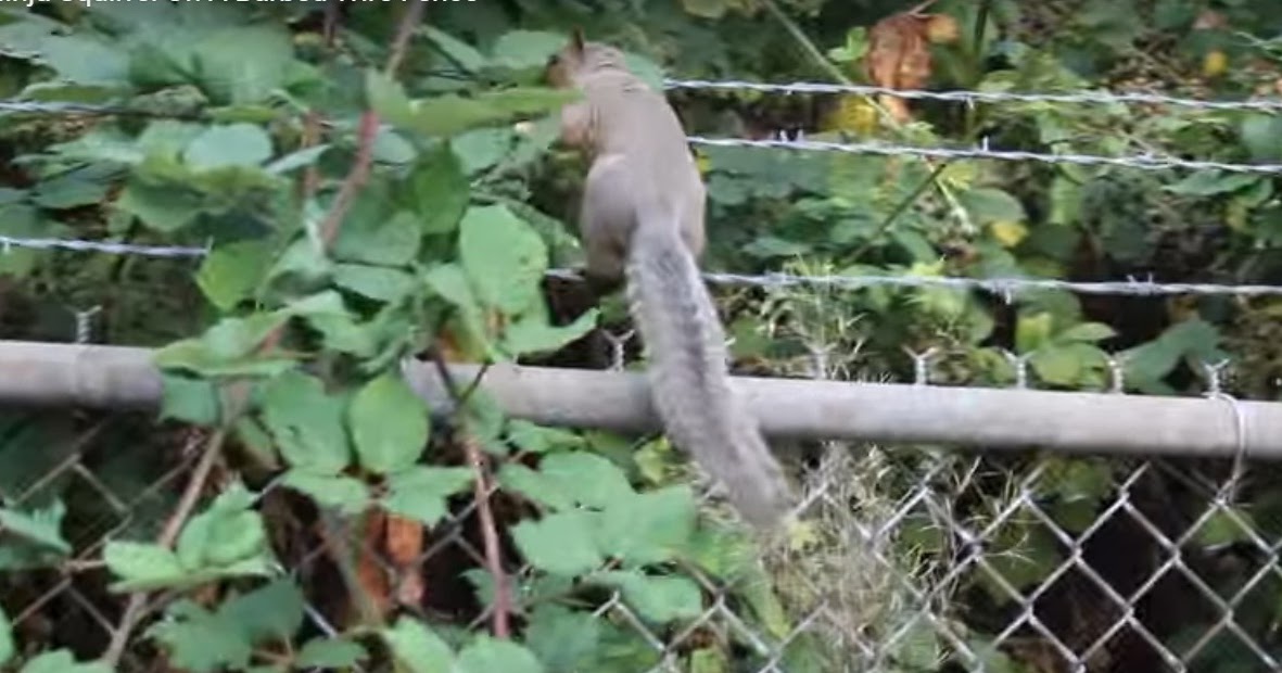 Best Squirrel Proof Bird Feeders Anti Squirrel Spikes For Bird